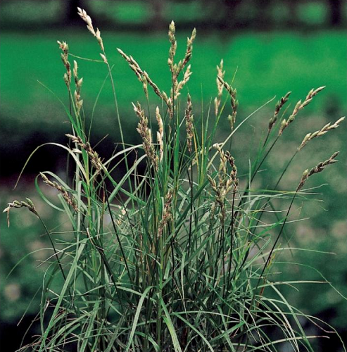 Carex muskengumensis